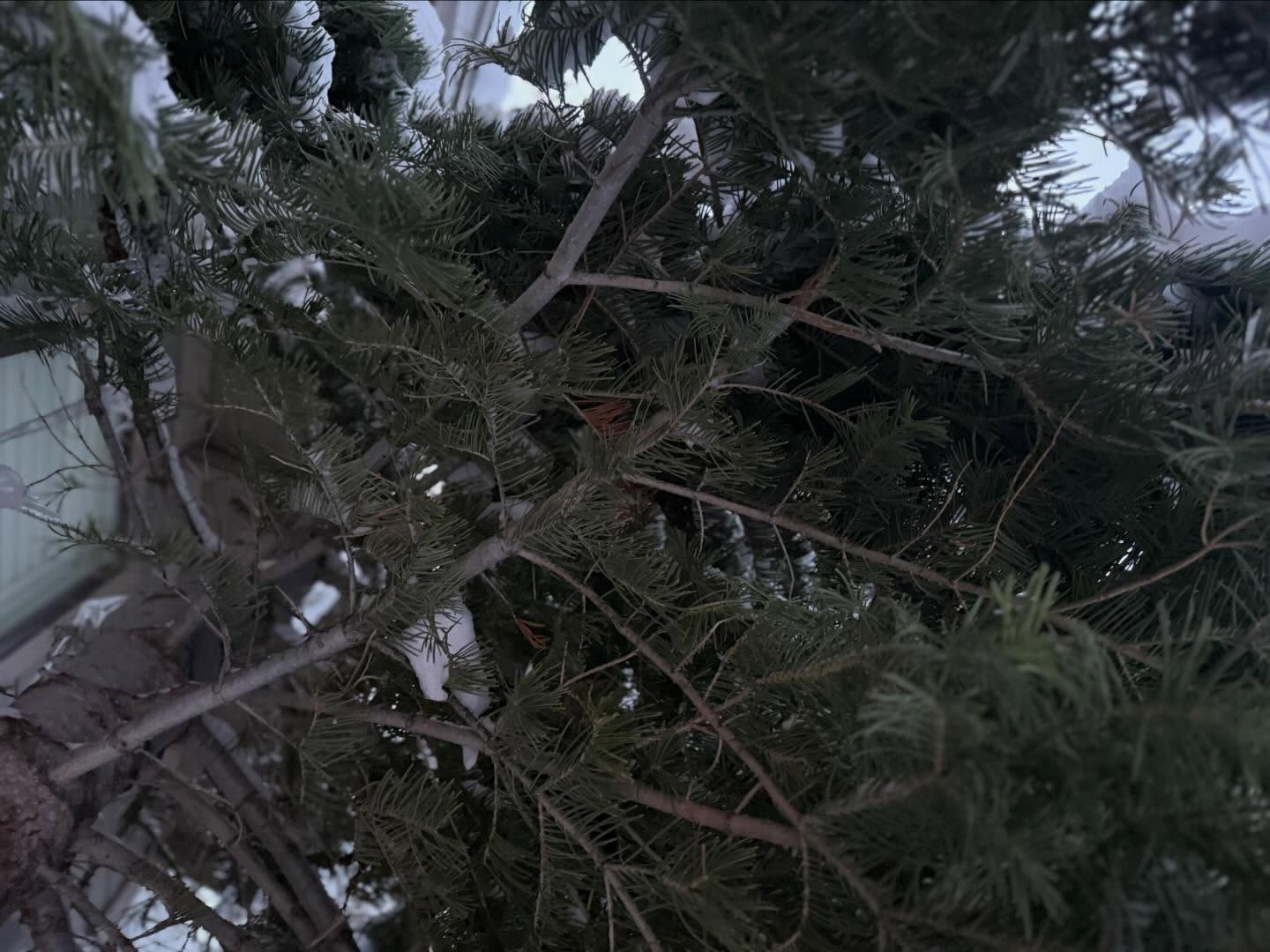 Snow 9